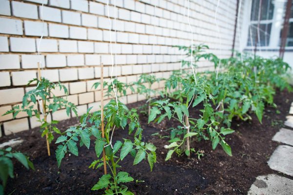 Cultivez l'avenir avec la permaculture à Genève